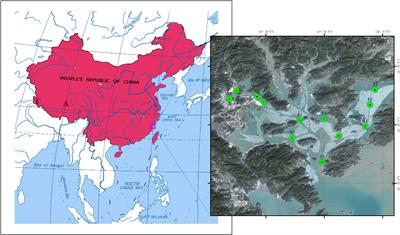 Spatio-temporal dynamics of the carbonate system during macroalgae farming season in a semi-closed bay in southeast China